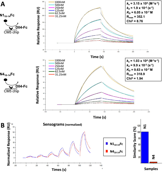 Notch1 and Notch4 core binding domain peptibodies exhibit distinct ligand-binding and anti-angiogenic properties