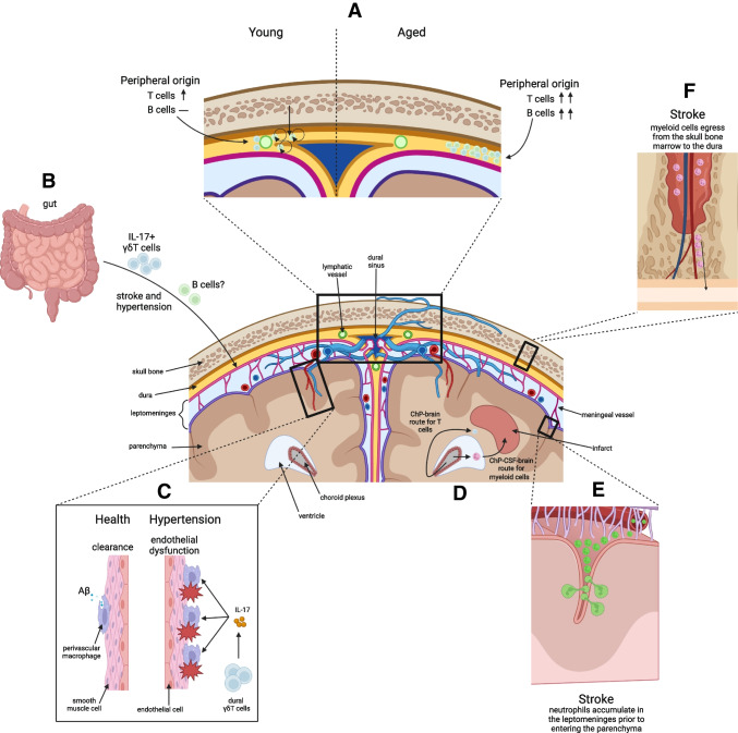 Immune compartments at the brain's borders in health and neurovascular diseases.