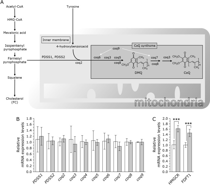 Transferrin, insulin, and progesterone modulate intracellular concentrations of coenzyme Q and cholesterol, products of the mevalonate pathway, in undifferentiated PC12 cells.