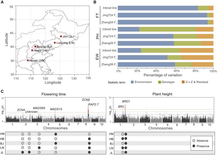 Modeling the influence of phenotypic plasticity on maize hybrid performance.