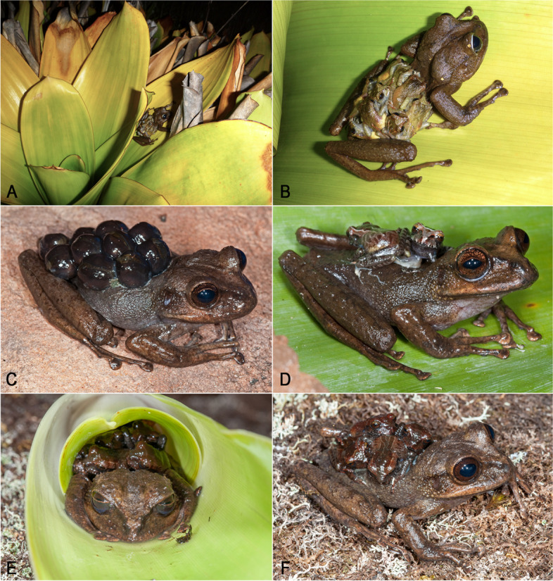 Bones and all: a new critically endangered Pantepui species of Stefania (Anura: Hemiphractidae) and a new osteological synapomorphy for the genus.