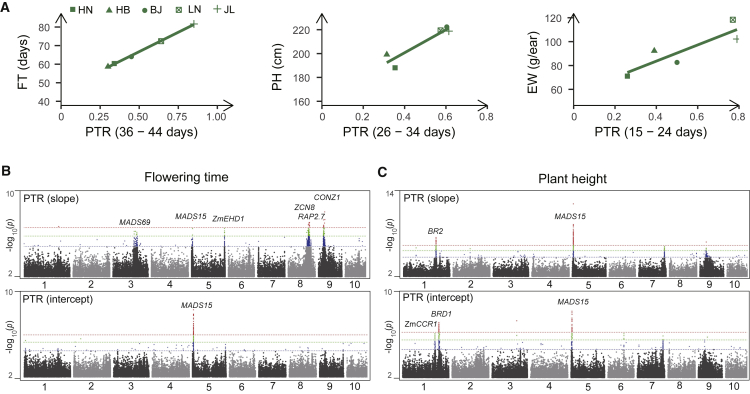 Modeling the influence of phenotypic plasticity on maize hybrid performance.