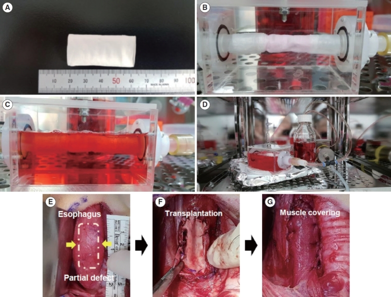 Assessment of Esophageal Reconstruction via Bioreactor Cultivation of a Synthetic Scaffold in a Canine Model.