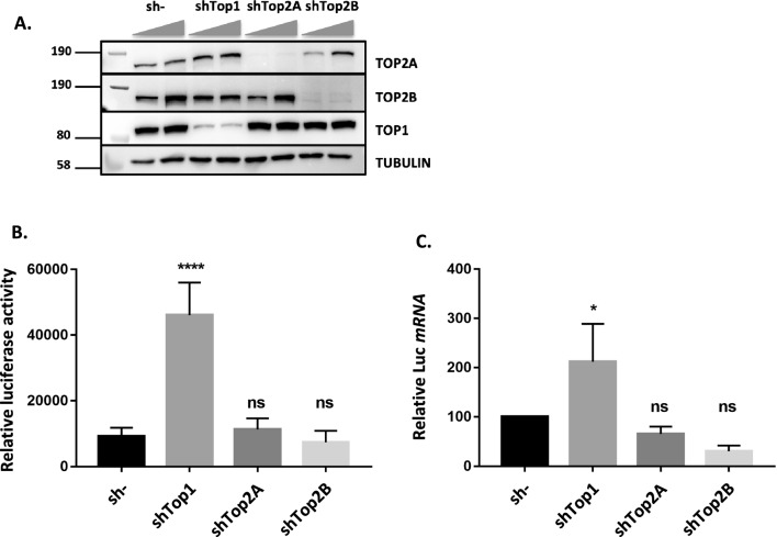 DNA topoisomerase 1 represses HIV-1 promoter activity through its interaction with a guanine quadruplex present in the LTR sequence.