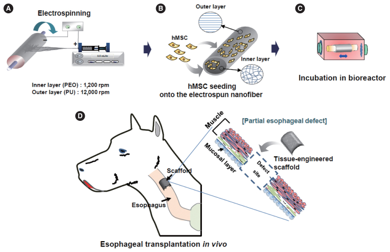 Assessment of Esophageal Reconstruction via Bioreactor Cultivation of a Synthetic Scaffold in a Canine Model.