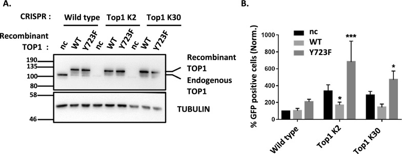 DNA topoisomerase 1 represses HIV-1 promoter activity through its interaction with a guanine quadruplex present in the LTR sequence.