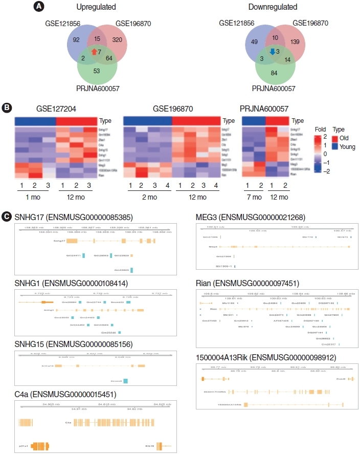 Identification and Characterization of mRNA and lncRNA Expression Profiles in Age-Related Hearing Loss.