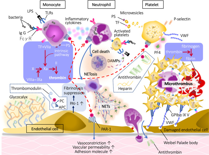 The pathophysiology, diagnosis, and management of sepsis-associated disseminated intravascular coagulation.