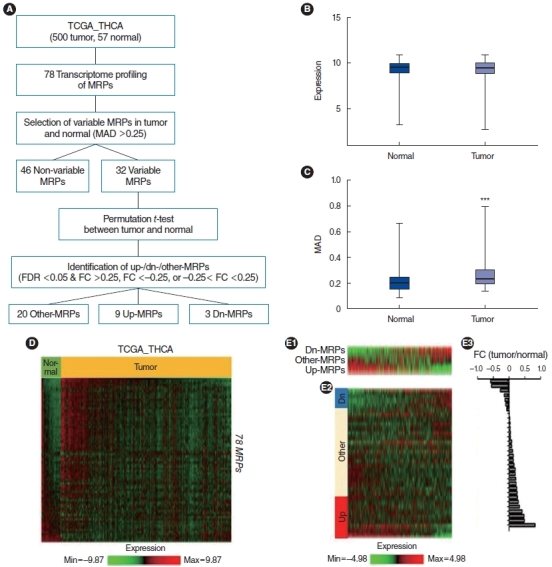 Mitochondrial Ribosomal Protein L14 Promotes Cell Growth and Invasion by Modulating Reactive Oxygen Species in Thyroid Cancer.