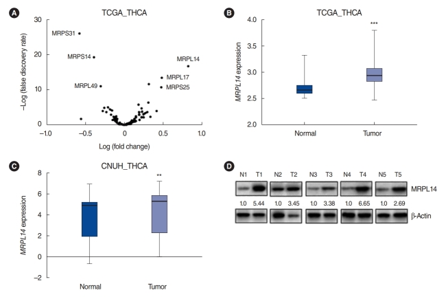 Mitochondrial Ribosomal Protein L14 Promotes Cell Growth and Invasion by Modulating Reactive Oxygen Species in Thyroid Cancer.