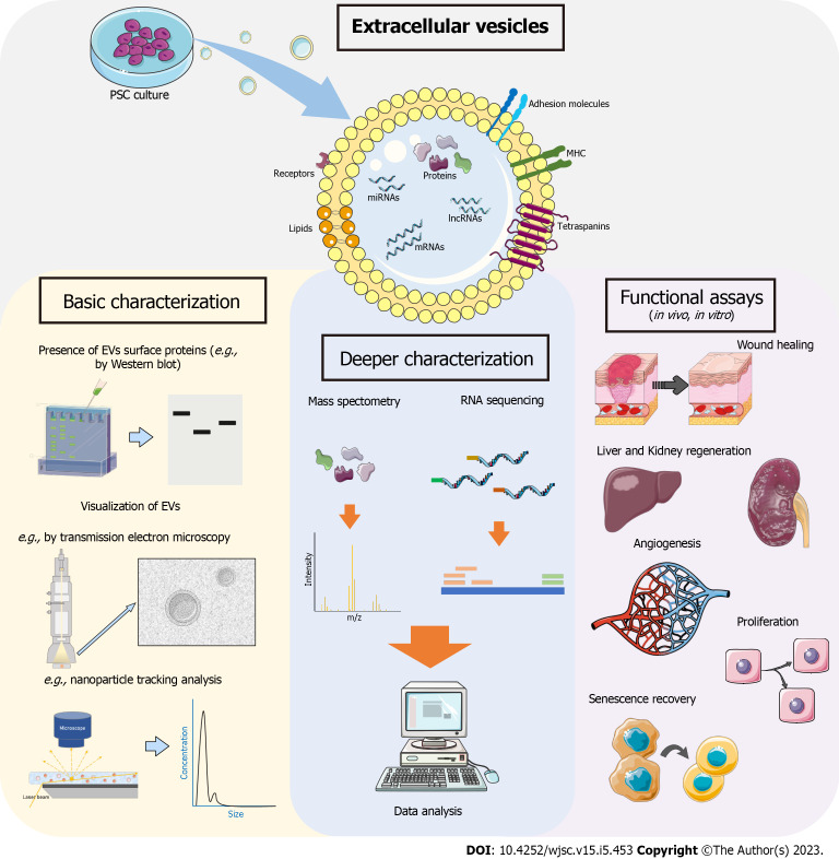 Human pluripotent stem cell-derived extracellular vesicles: From now to the future.