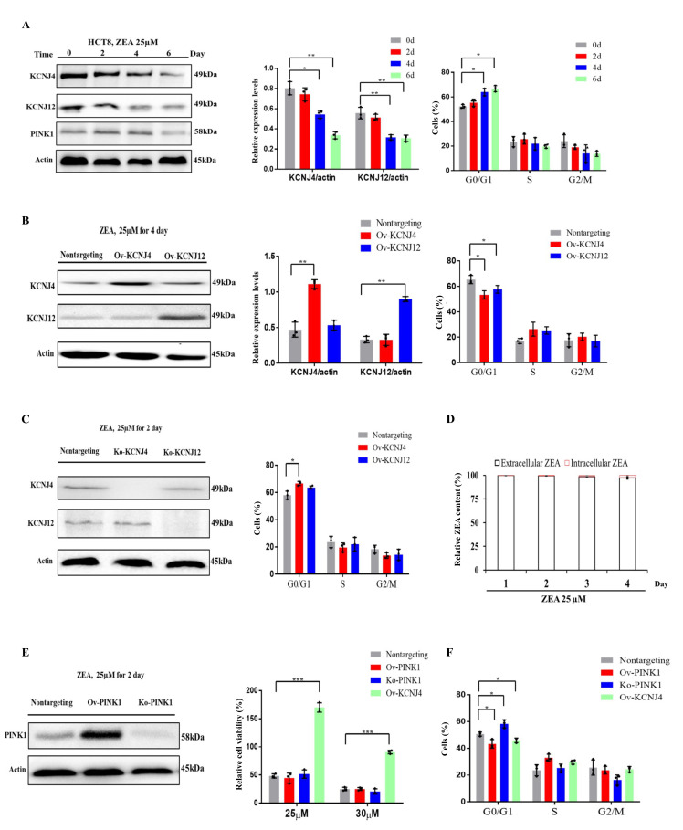 CRISPR-activation screen identified potassium channels for protection against mycotoxins through cell cycle progression and mitochondrial function.