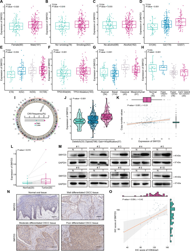 Histone lysine methyltransferase SMYD3 promotes oral squamous cell carcinoma tumorigenesis via H3K4me3-mediated HMGA2 transcription.