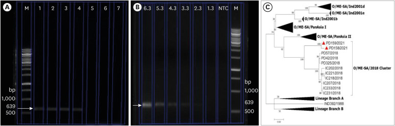 Novel pan-lineage VP1 specific degenerate primers for precise genetic characterization of serotype O foot and mouth disease virus circulating in India.