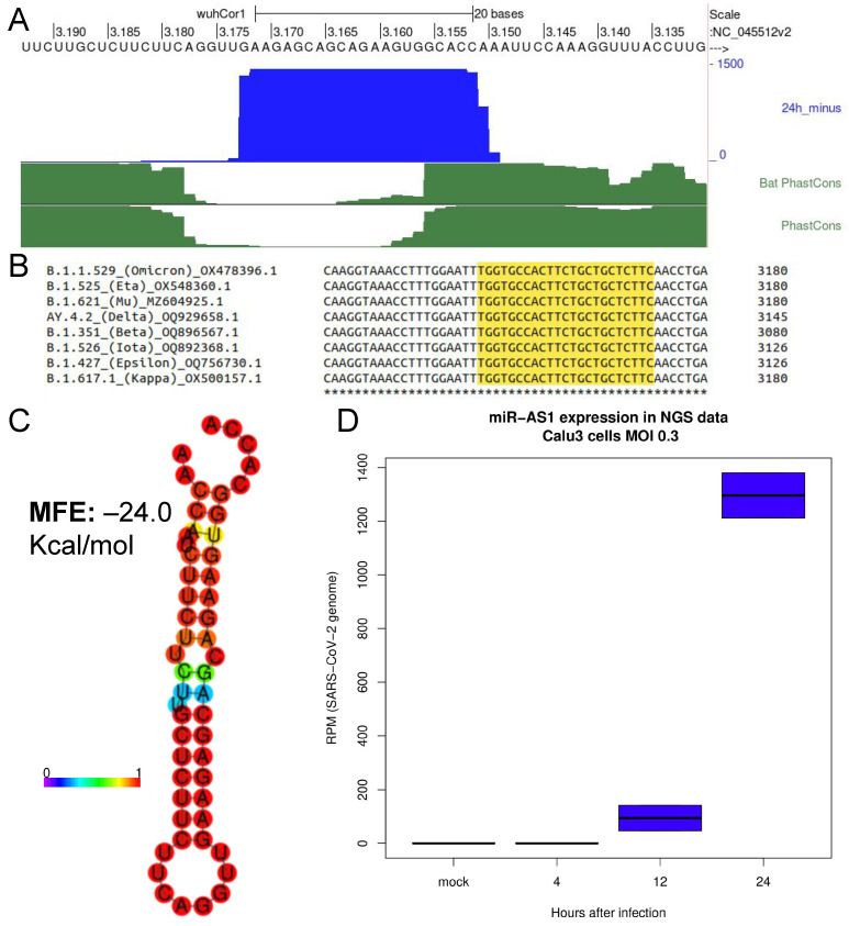 A microRNA Arising from the Negative Strand of SARS-CoV-2 Genome Targets FOS to Reduce AP-1 Activity.