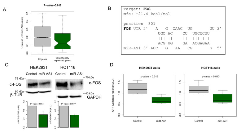 A microRNA Arising from the Negative Strand of SARS-CoV-2 Genome Targets FOS to Reduce AP-1 Activity.