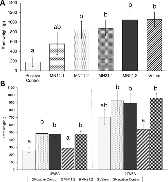 A New Biological Product Shows Promising Control of the Northern Root-Knot Nematode, <i>Meloidogyne hapla</i>, in Greenhouse Tomatoes.