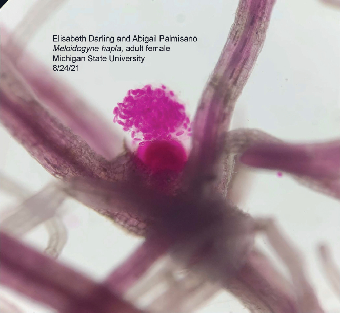 A New Biological Product Shows Promising Control of the Northern Root-Knot Nematode, <i>Meloidogyne hapla</i>, in Greenhouse Tomatoes.