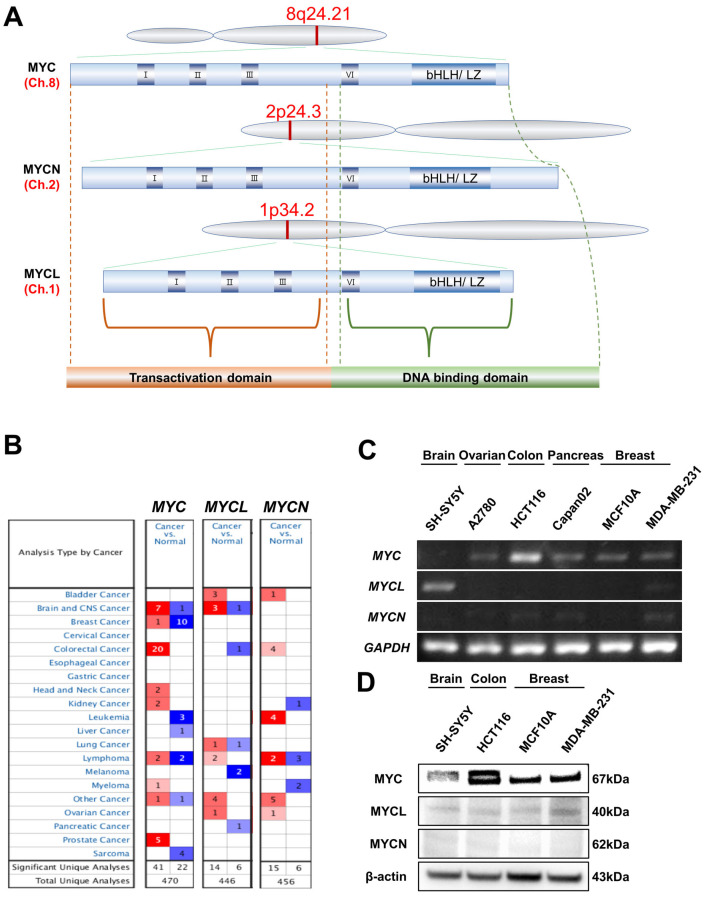 Alterations and Co-Occurrence of C-MYC, N-MYC, and L-MYC Expression are Related to Clinical Outcomes in Various Cancers.