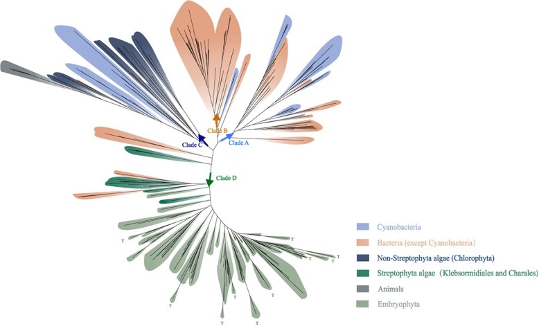 Phenoloxidases: catechol oxidase - the temporary employer and laccase - the rising star of vascular plants.