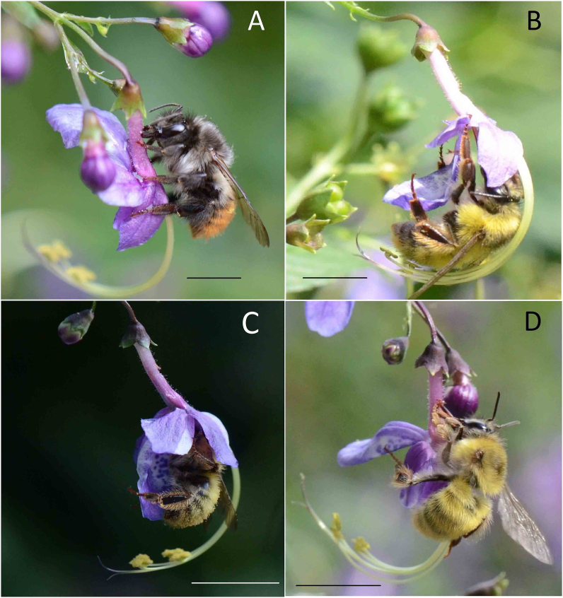 Floral trait variation across individual plants within a population enhances defense capability to nectar robbing