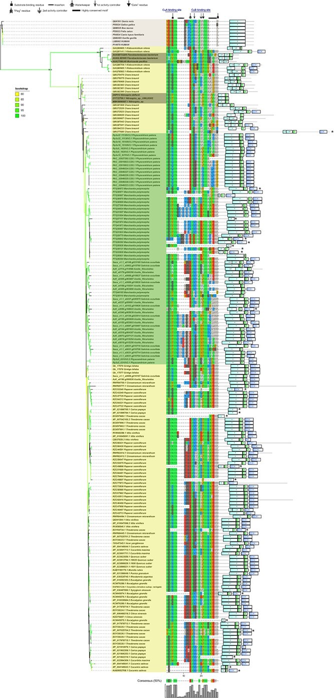 Phenoloxidases: catechol oxidase - the temporary employer and laccase - the rising star of vascular plants.