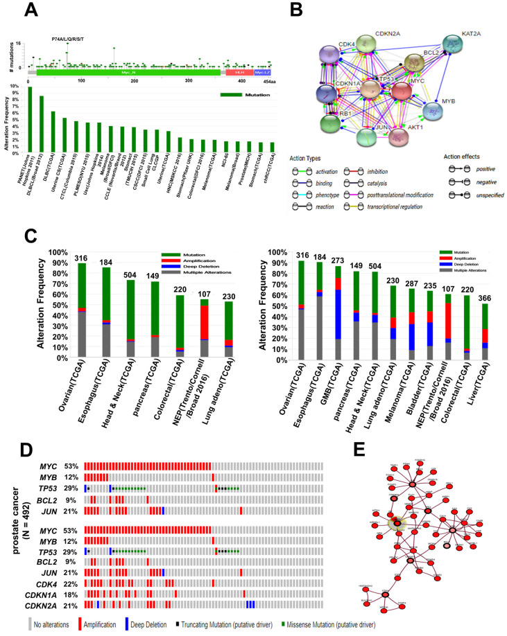 Alterations and Co-Occurrence of C-MYC, N-MYC, and L-MYC Expression are Related to Clinical Outcomes in Various Cancers.