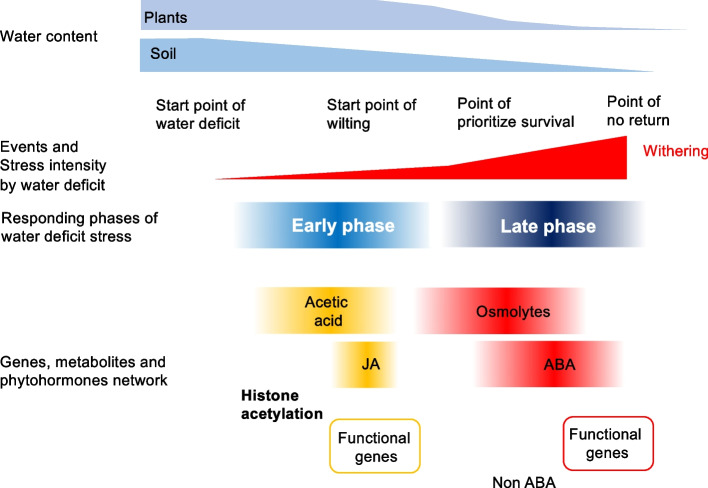 Simple and universal function of acetic acid to overcome the drought crisis.