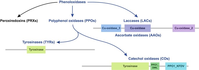 Phenoloxidases: catechol oxidase - the temporary employer and laccase - the rising star of vascular plants.