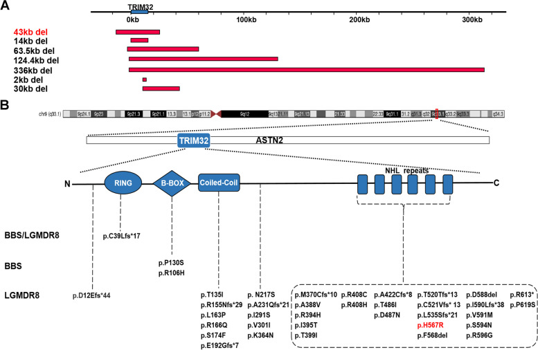 TRIM32 biallelic defects cause limb-girdle muscular dystrophy R8: identification of two novel mutations and investigation of genotype-phenotype correlation.