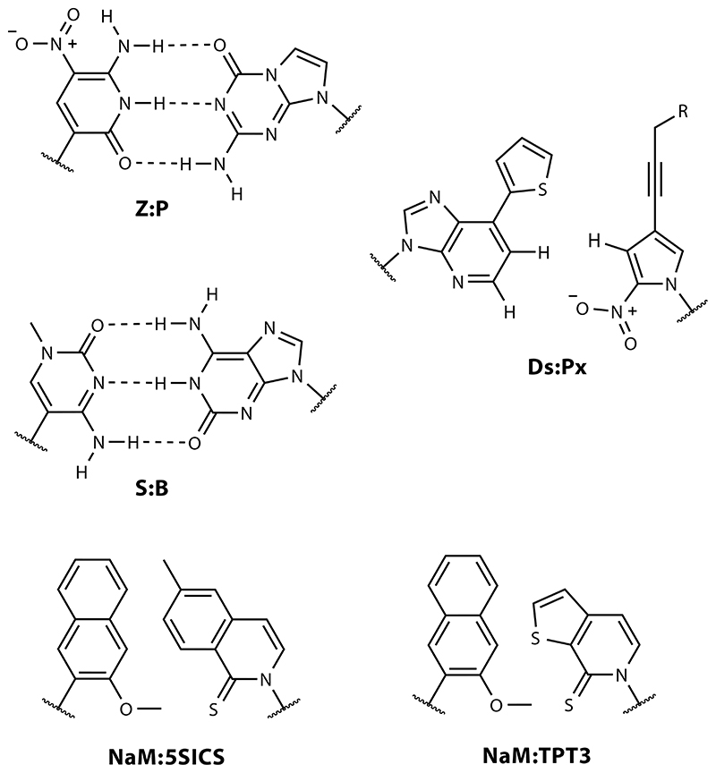 The Expanded Central Dogma: Genome Resynthesis, Orthogonal Biosystems, Synthetic Genetics.