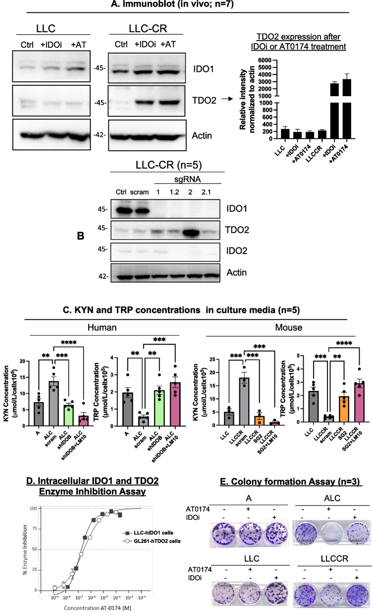 Dual inhibition of IDO1/TDO2 enhances anti-tumor immunity in platinum-resistant non-small cell lung cancer.