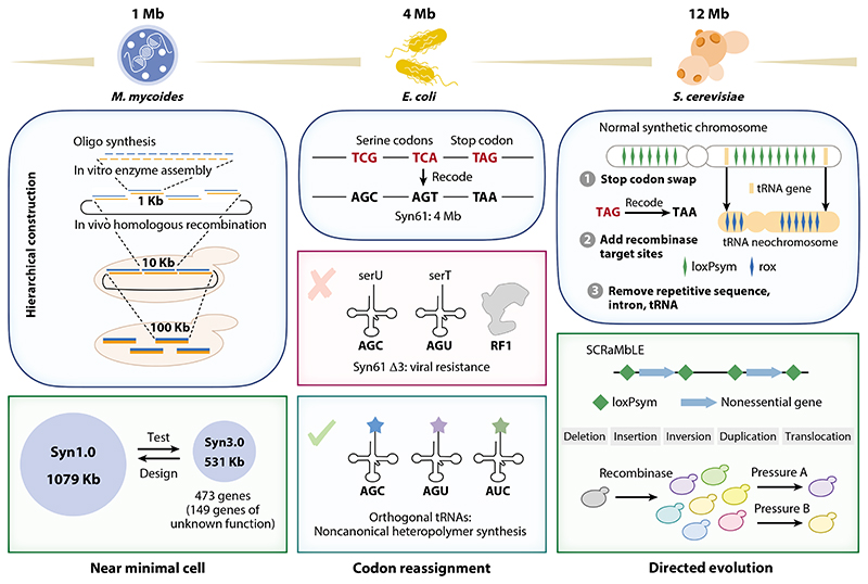 The Expanded Central Dogma: Genome Resynthesis, Orthogonal Biosystems, Synthetic Genetics.