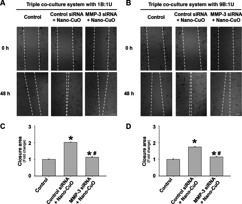 MMP-3-mediated cleavage of OPN is involved in copper oxide nanoparticle-induced activation of fibroblasts.