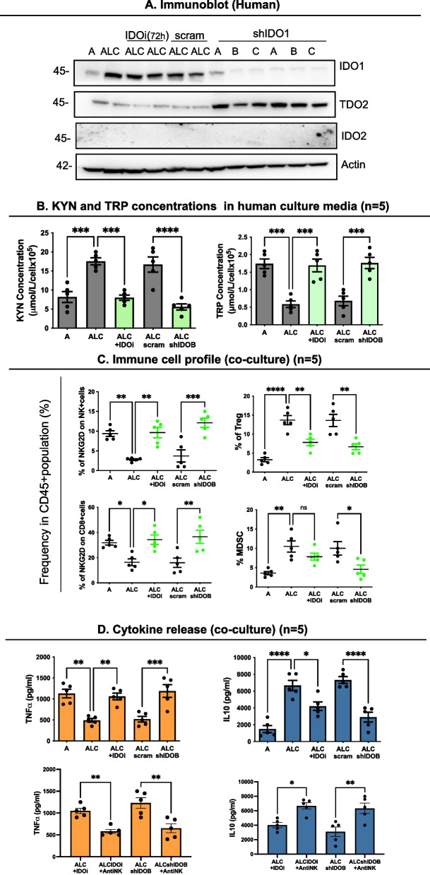 Dual inhibition of IDO1/TDO2 enhances anti-tumor immunity in platinum-resistant non-small cell lung cancer.