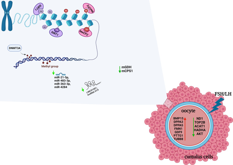 The impact of epigenetic landscape on ovarian cells in infertile older women undergoing IVF procedures.