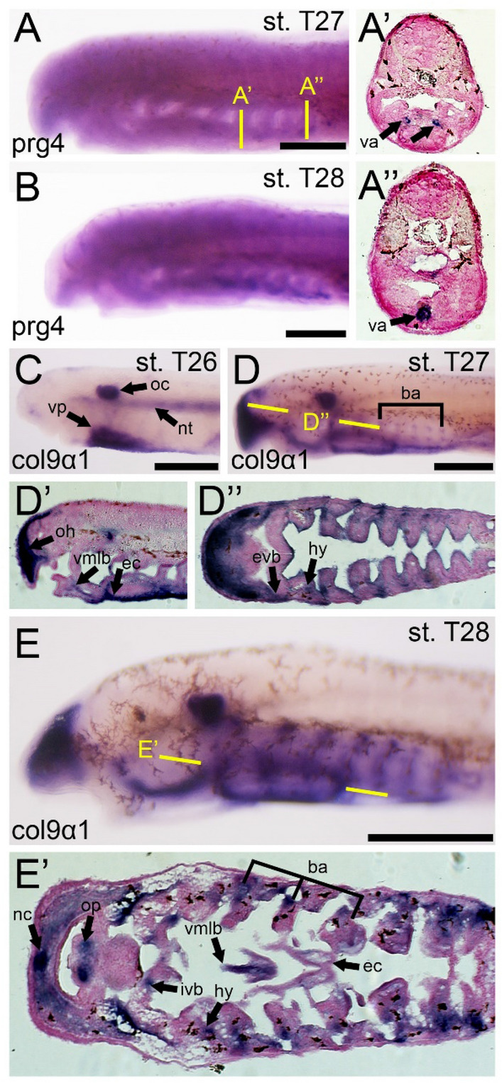 Cartilage diversification and modularity drove the evolution of the ancestral vertebrate head skeleton.