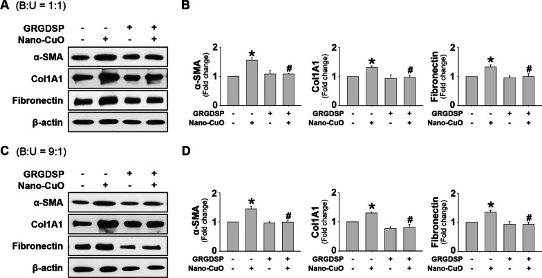 MMP-3-mediated cleavage of OPN is involved in copper oxide nanoparticle-induced activation of fibroblasts.