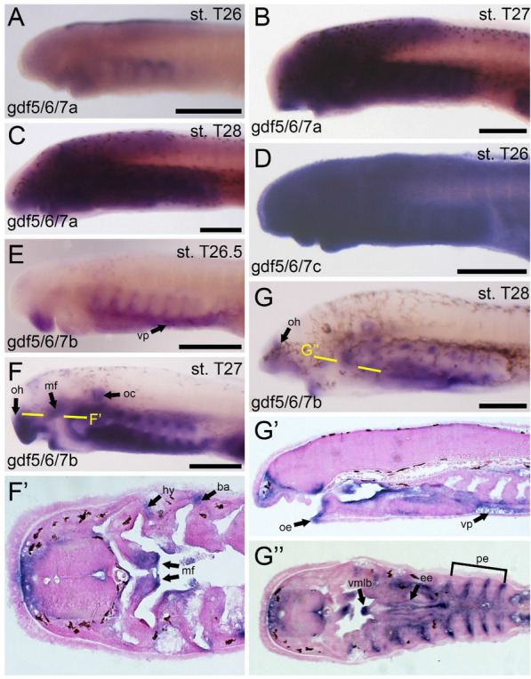 Cartilage diversification and modularity drove the evolution of the ancestral vertebrate head skeleton.