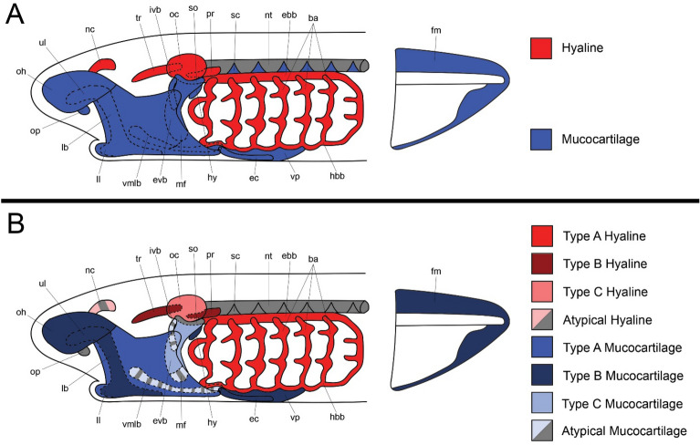 Cartilage diversification and modularity drove the evolution of the ancestral vertebrate head skeleton.