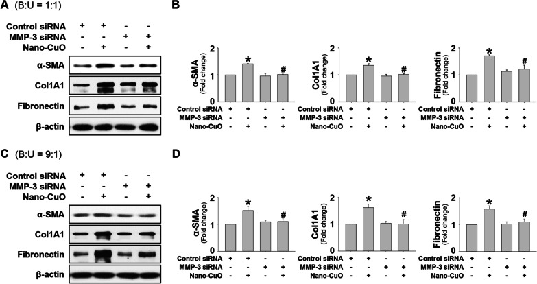 MMP-3-mediated cleavage of OPN is involved in copper oxide nanoparticle-induced activation of fibroblasts.