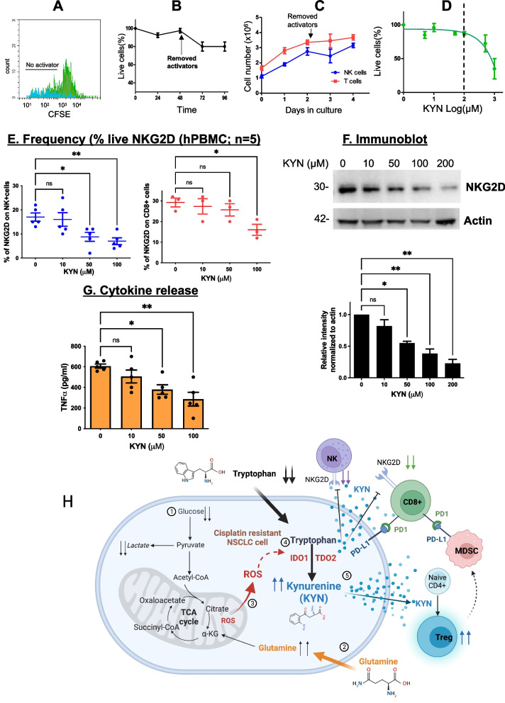 Dual inhibition of IDO1/TDO2 enhances anti-tumor immunity in platinum-resistant non-small cell lung cancer.