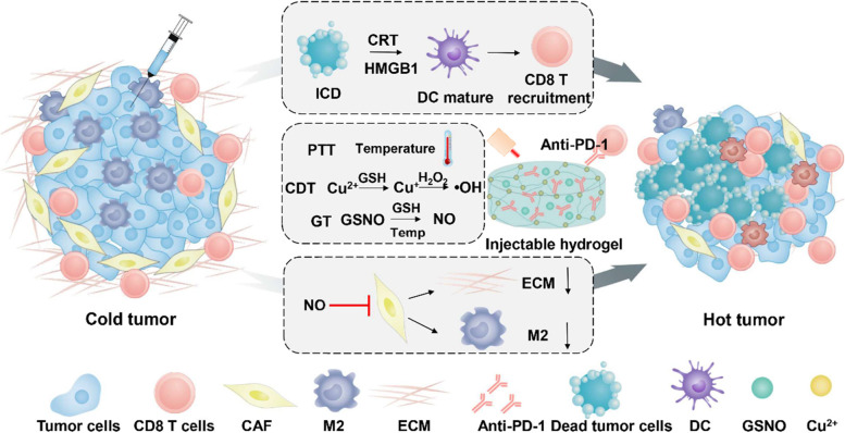 Copper-induced injectable hydrogel with nitric oxide for enhanced immunotherapy by amplifying immunogenic cell death and regulating cancer associated fibroblasts.