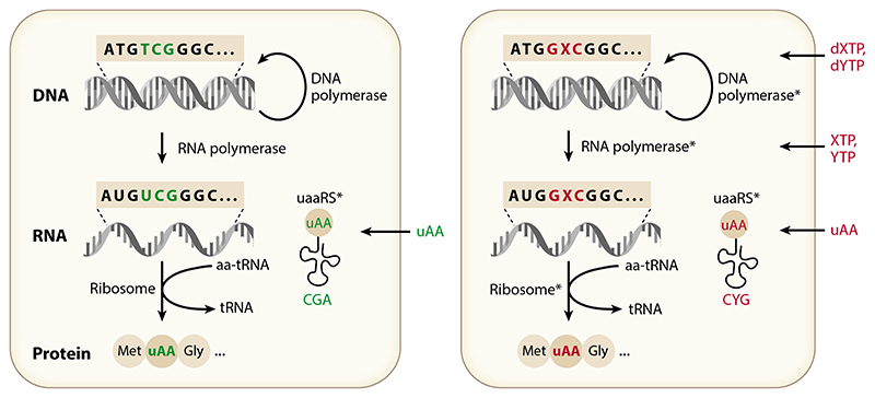 The Expanded Central Dogma: Genome Resynthesis, Orthogonal Biosystems, Synthetic Genetics.