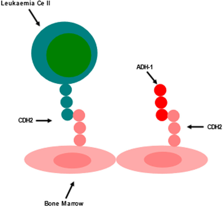 Targeting N-cadherin (CDH2) and the malignant bone marrow microenvironment in acute leukaemia.