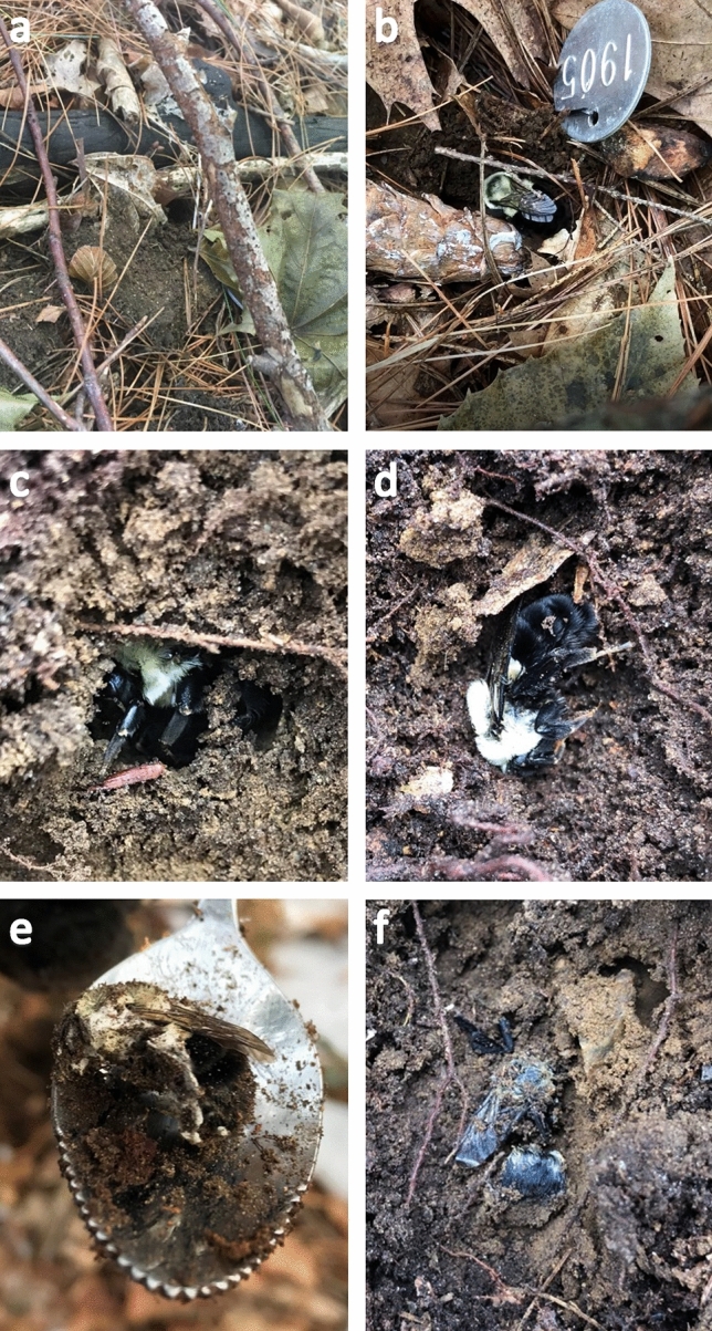 First field-based estimates of bumblebee diapause survival rates showcase high survivorship in the wild.