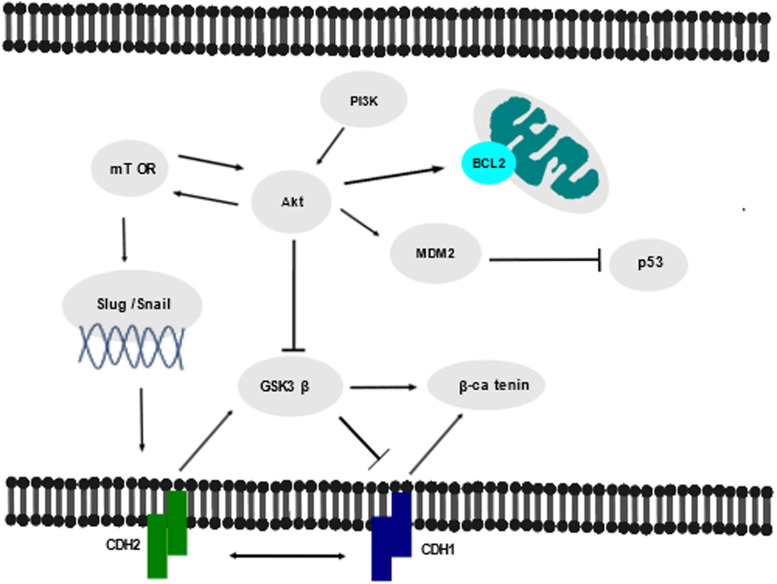 Targeting N-cadherin (CDH2) and the malignant bone marrow microenvironment in acute leukaemia.