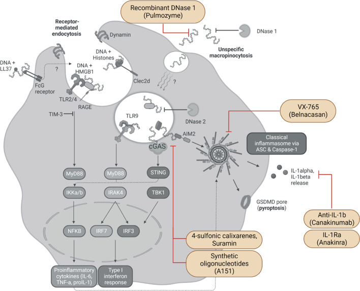 The role of circulating cell-free DNA as an inflammatory mediator after stroke.