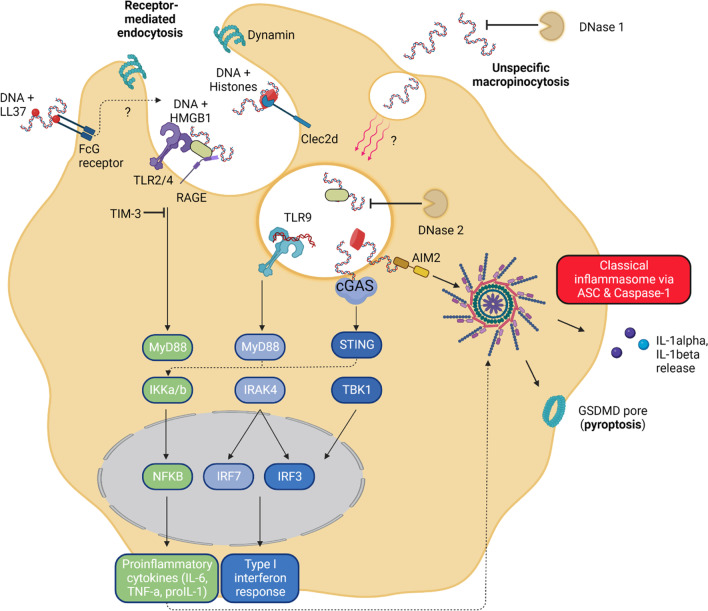 The role of circulating cell-free DNA as an inflammatory mediator after stroke.