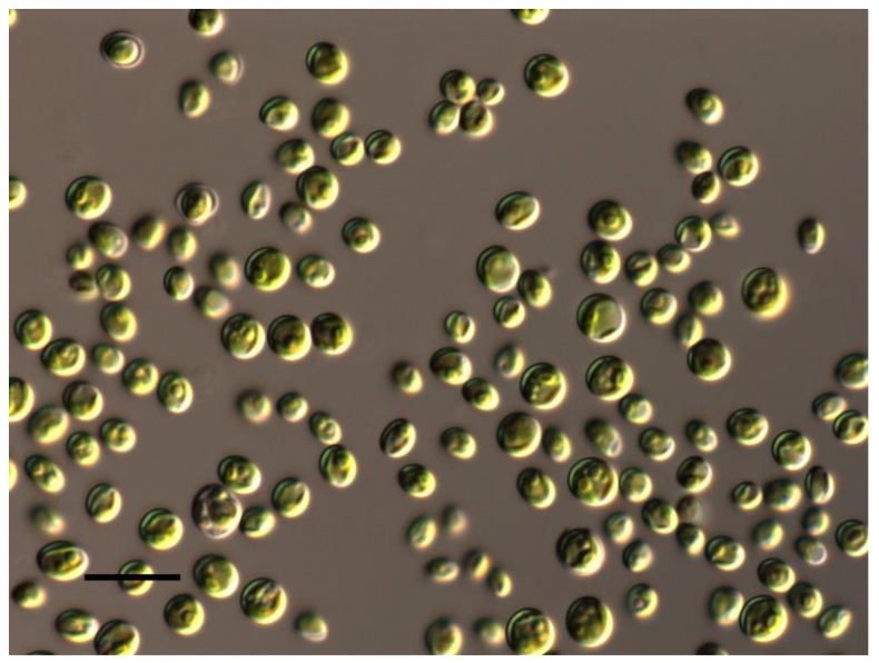 Application of <i>Chlorella vulgaris</i> Beijerinck as a Biostimulant for Growing Cucumber Seedlings in Hydroponics.